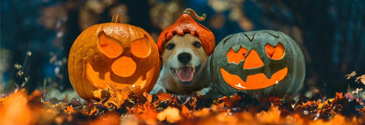 dog-pumpkinkg